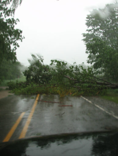 Trees down across the road