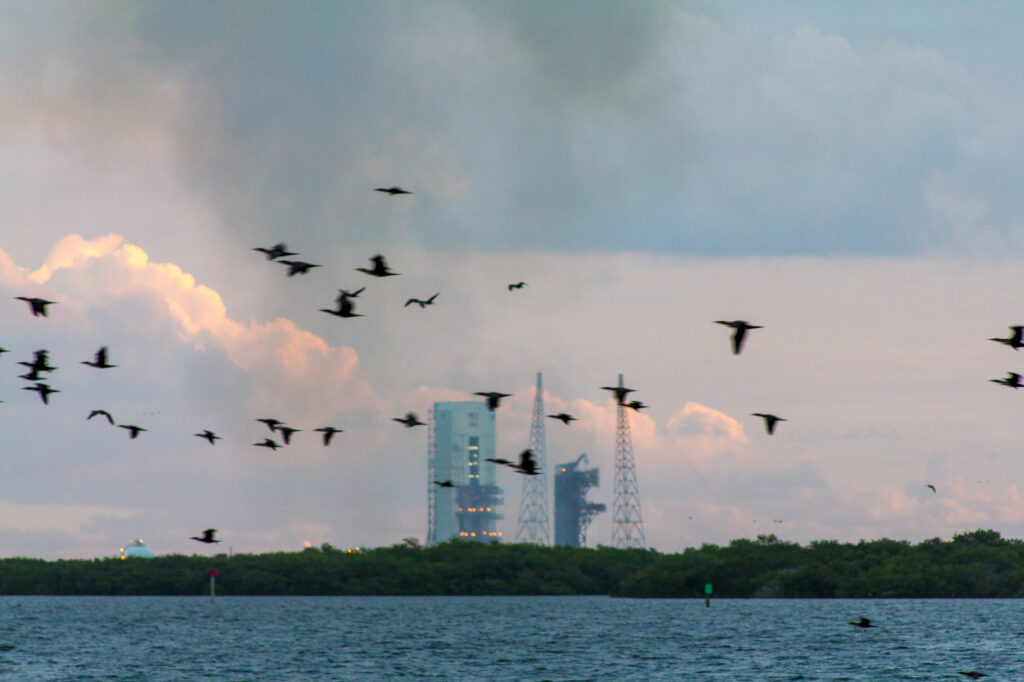 Disturbed birds post launch