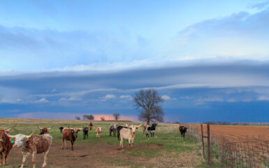 Cows and Shelf Cloud in Oklahoma