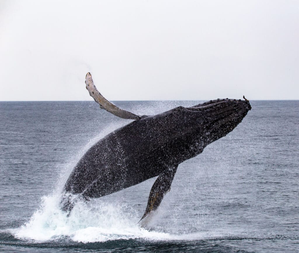 Whale Jumping in the Strait of Juan de Fuca off the coast of Vancouver Island