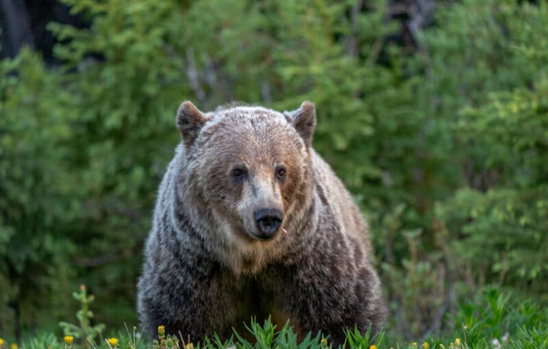 A Grizzly Bear along highway 40 in Peter Lougheed Provincal Park