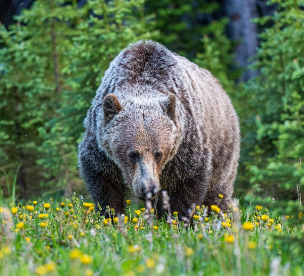 A Grizzly Bear along highway 40 in Peter Lougheed Provincal Park