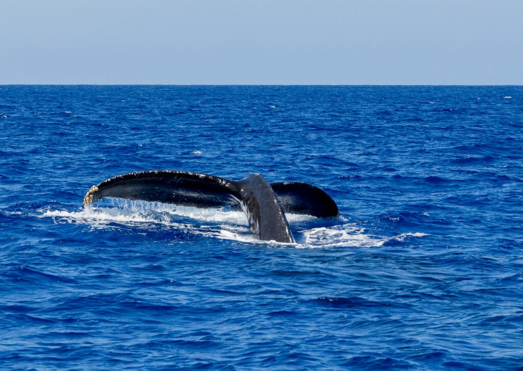 Humpback Whale Tail