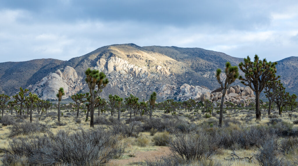 Joshua Tree National Park