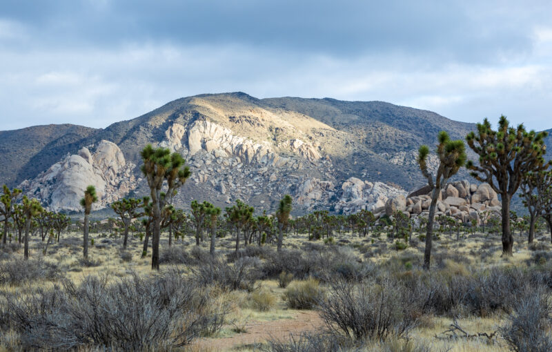 Joshua Tree National Park