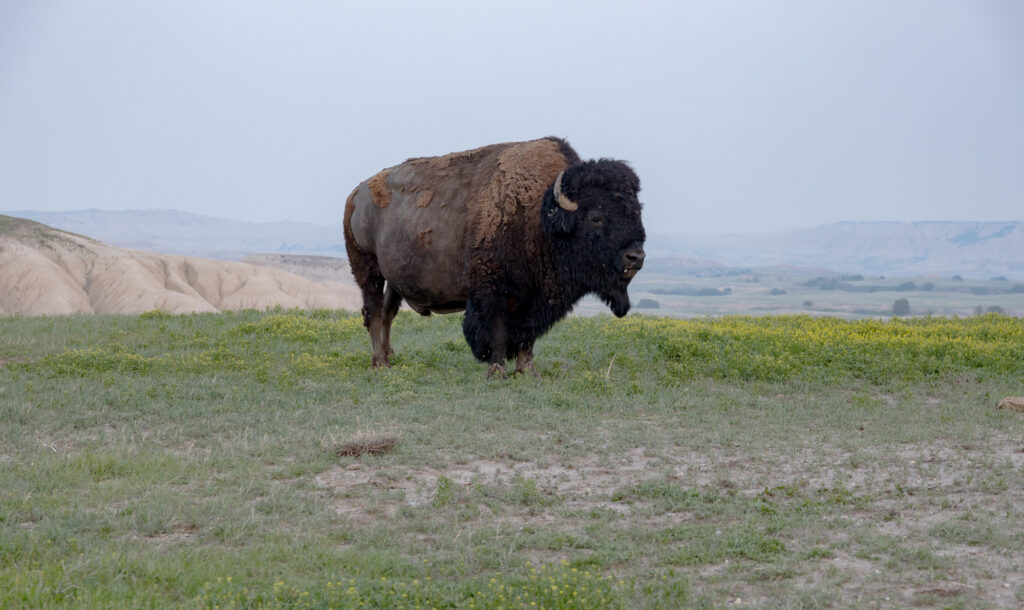 South Dakota Bison