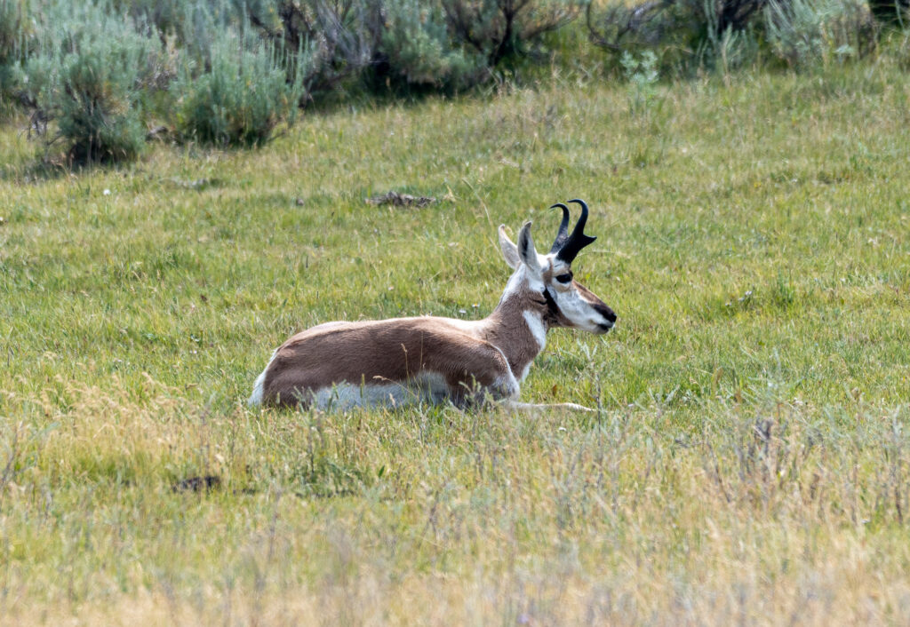 Pronghorn