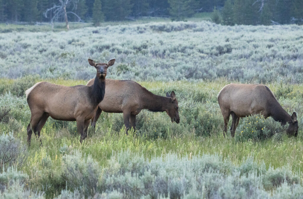 Three Elk in Yellowstone