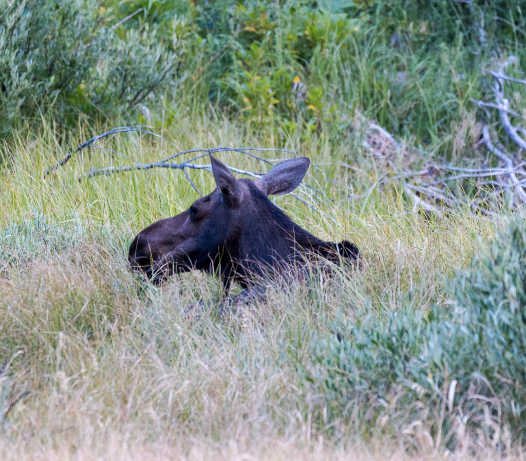 Moose in Grass